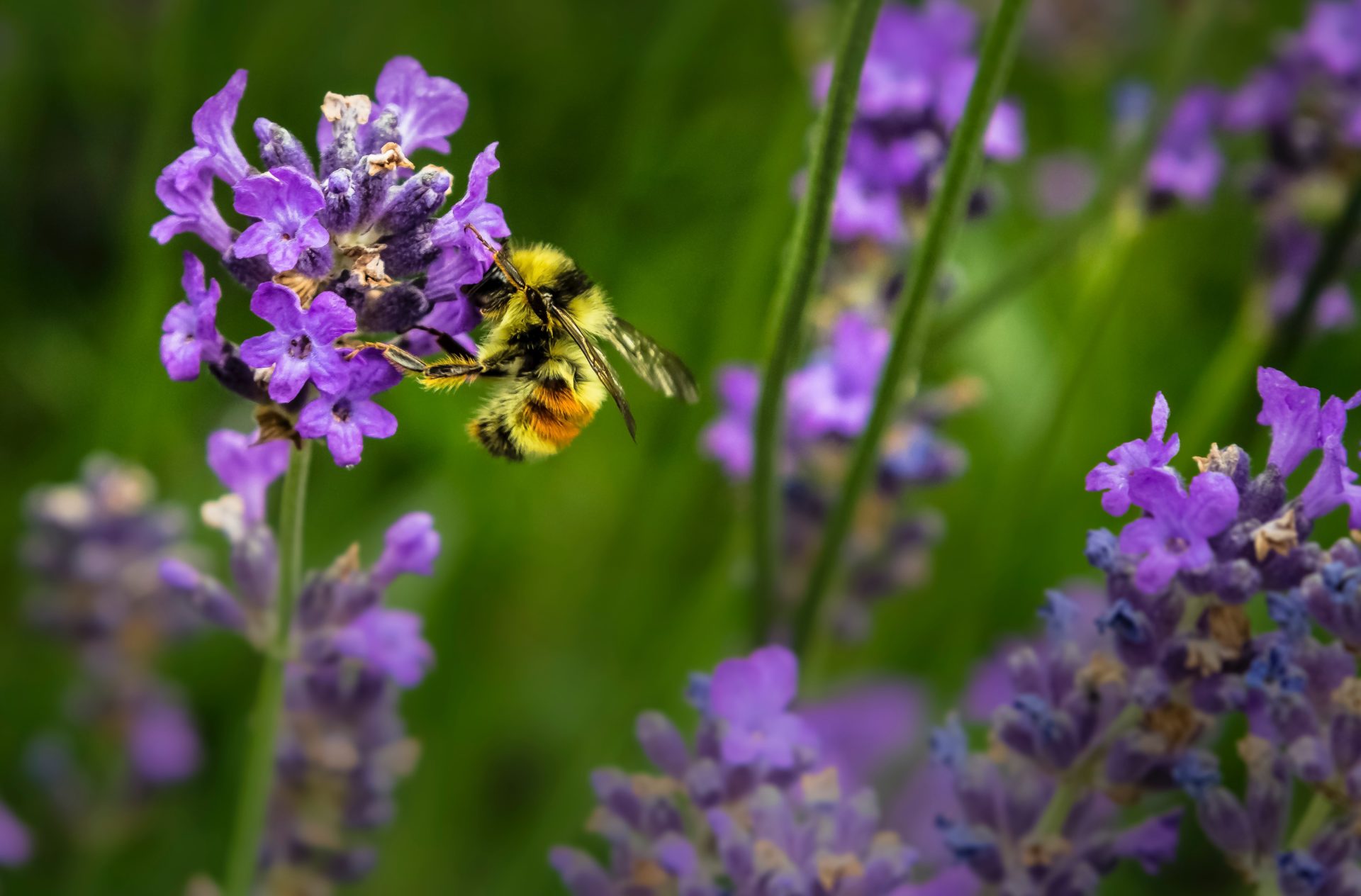Bee on purple flowers